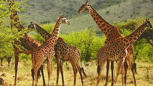 Giraffes walking wild on the plains in Africa.