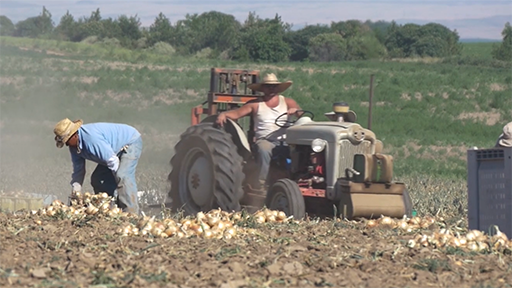 undocumented migrant workers in the US under harsh conditions